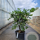 Citrus hystrix 100-110 cm 20L stam