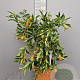 Citrus _x_Fortunella 'Kucle' 100 cm 10L stam oranje