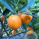 Citrus _x_Fortunella 'Kucle' 100 cm 35L