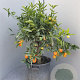 Citrus _x_Fortunella 'Kucle' 100 cm 35L