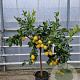 Citrus limon 100-110 cm 20L stam