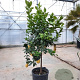 Citrus limon 100-110 cm 20L stam