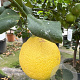 Citrus limon 100-110 cm 20L stam