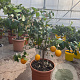 Citrus meyeri 100-110 cm 20L stam