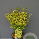 Ligustrum oval. 'Aureum' 20-30 cm wortelgoed 0/1 2-3 tak