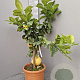 Citrus paradisi 100 cm 10L stam oranje