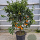 Citrus reticulata 100-110 cm 20L stam