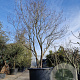Cornus florida 400-450 cm container solitair