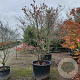 Cornus florida rubra 250-300 cm container Multistam