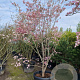 Cornus florida rubra 300-350 cm container solitair