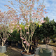 Cornus florida rubra 350-400 cm container meerstammig solitair