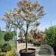 Cornus florida rubra 350-400 cm container solitair 2-3 tak