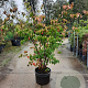 Cornus k. 'China Girl' 150-175 cm container 