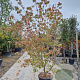 Cornus k. 'China Girl' 175-200 cm container meerstammig
