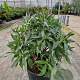 Echium candicans 60-70 cm 30L