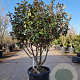 Elaeagnus ebbingei 100-125 cm cont. 130L meerstammig