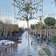 Elaeagnus ebbingei 6-8 cm container 200 cm stam leiboom
