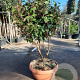 Elaeagnus ebb. 'Compacta' 125-150 cm container paraplu schaalvorm