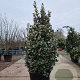 Elaeagnus ebb. 'Compacta' 140-160 cm 50L