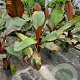Ensete ventricosum 'Maurelii' GM P17