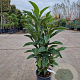 Eriobotrya japonica 60-80 cm 10L
