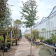 Eucalyptus cinerea 200 cm stam 50L 12-14