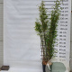 Fargesia nitida 'Black Pearl' 175-200 cm 15L