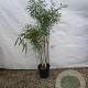 Fargesia scabrida 'Asian Wonder' 150-175 cm 15L