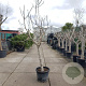 Ficus carica 100 cm stam container 25-30