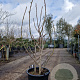 Ficus carica 125-150 cm 30L