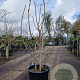 Ficus carica 125-150 cm 30L