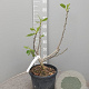 Ficus car. 'Panachée' 60-70 cm 10L
