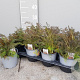 Foeniculum vulgare 'Purpureum' P14