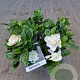 Gardenia jasminoides P14
