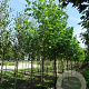 Liriodendron tulipifera 40-60 cm wortelgoed 2-jarig verplante zaailin