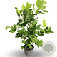 Liriodendron tulipifera 60-80 cm 4,0L