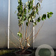 Heptacodium miconioides 125-150 cm container 
