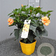 Hibiscus rosa-sinensis GM C3