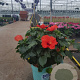 Hibiscus rosa-sinensis GM 9L
