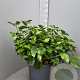 Hibiscus rosa-sinensis GM 9L