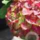 Hydrangea m. 'Magicien' 40-50 cm 5,0L