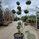 Ilex crenata 120-140 cm container pompon