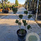 Ilex crenata 80-100 cm container pompon