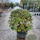 Ilex meserv. 'Blue Princess' 70 cm 45L bol