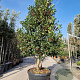 Ilex 'Nellie R. Stevens' 250-300 cm container meerstammig