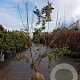 Koelreuteria paniculata 200-250 cm draadkluit meerstammig 140-160 diameter