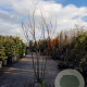 Koelreuteria paniculata 200-250 cm draadkluit meerstammig 140-160 diameter
