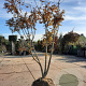 Koelreuteria paniculata 250-300 cm draadkluit meerstammig solitair