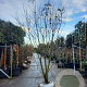 Koelreuteria paniculata 250-300 cm draadkluit meerstammig solitair