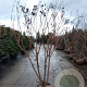 Koelreuteria paniculata 250-300 cm draadkluit meerstammig solitair